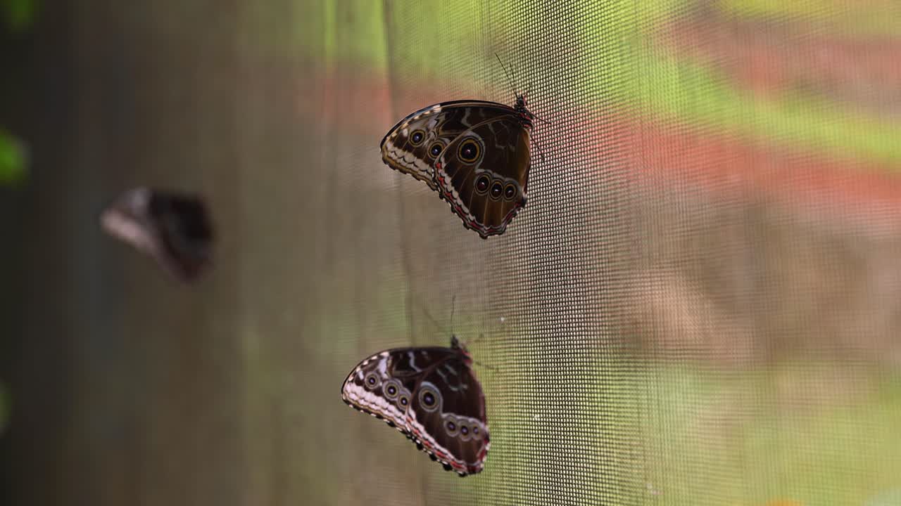 Closeup view of Blue Morpho Butterflies in a butterfly sanctuary enclosure