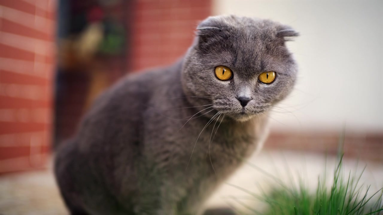 Primo piano laterale di un gatto grigio soffice che mangia erba verde fresca all'aperto.