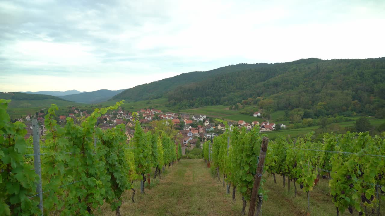 la ciudad de riquewihr está rodeada por sus fortificaciones medievales y está dominada por un castillo de la misma época que hoy es un museo