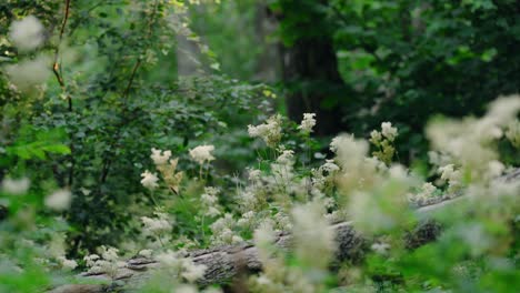 Der-Wald-Der-Osterinsel-In-Sandefjord