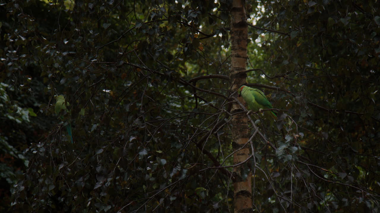 Rose-ringed Parakeet Resting On Dense Foliage Tree. Static Shot