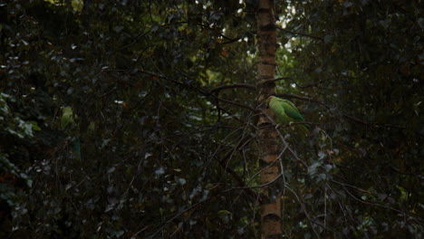 rose-ringed parakeet resting on dense foliage tree. static shot