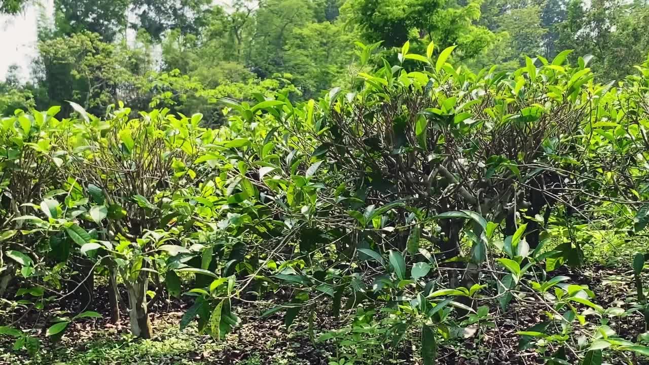 Tea Bushes in a Field