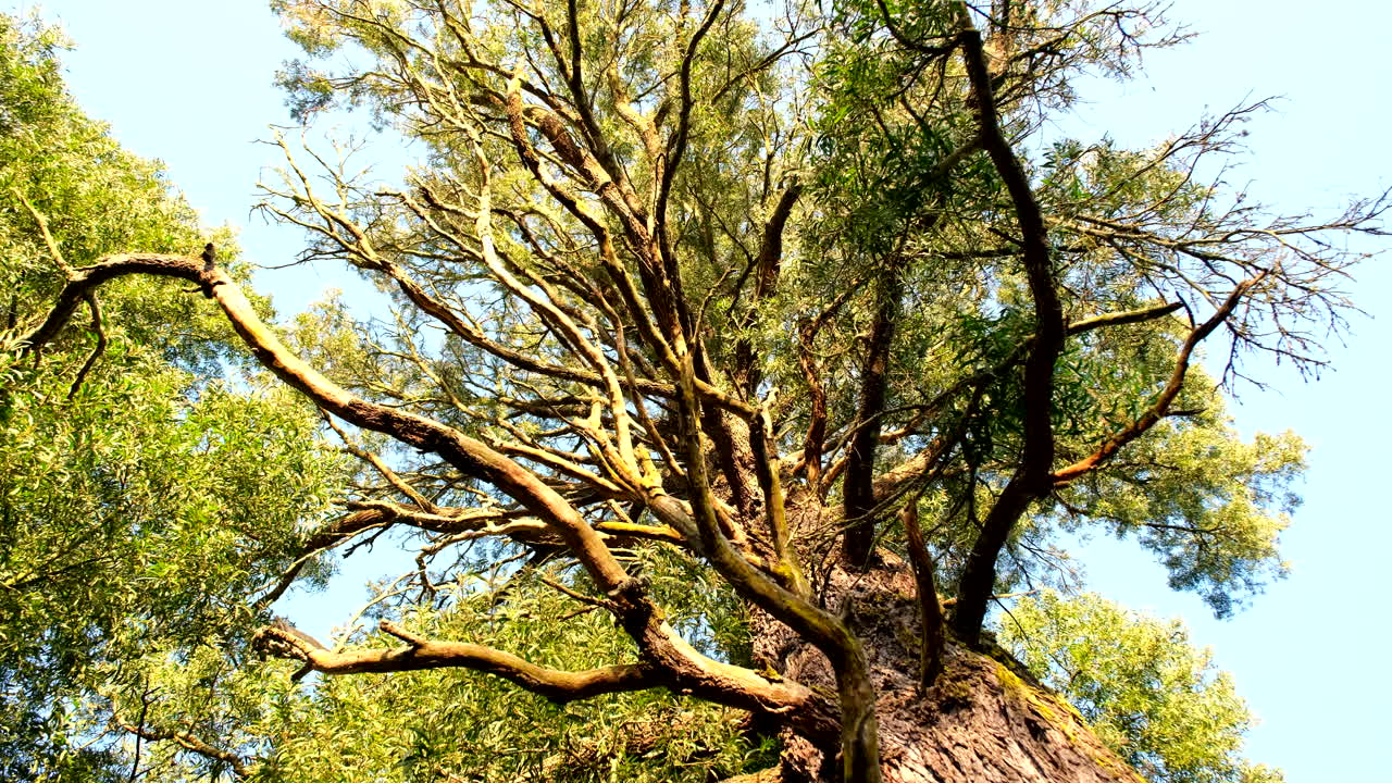 Gnarly old twisted branches of Blackwood tree in Garden Route, riser view