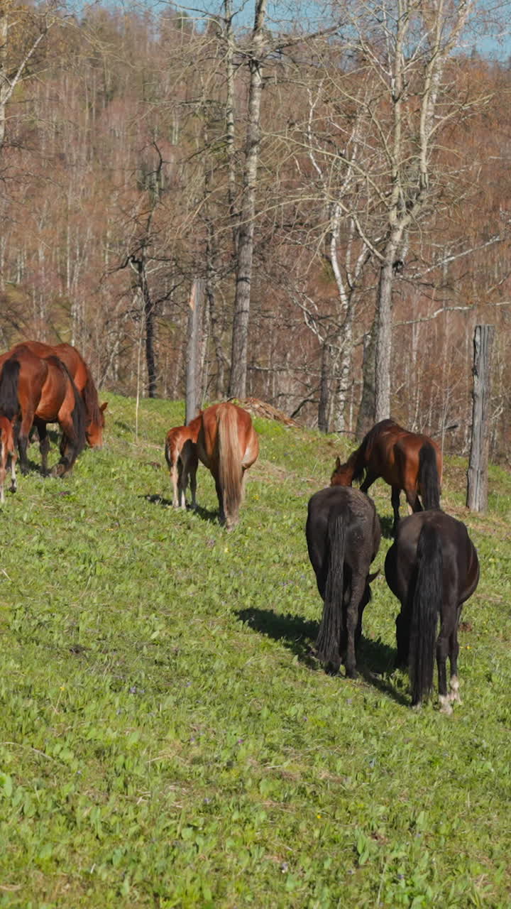 la manada de caballos con potros pequeños come hierba exuberante en un campo descuidado en cámara lenta. regeneración de la población de criaturas equinas cerca del bosque de abedul en el área protegida