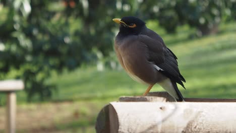 closeup of a common myna bird perched on a wooden fence