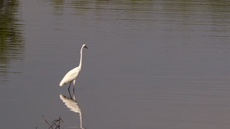 Hermosa-Garceta-Blanca-De-Pie-Tranquilamente-En-Aguas-Poco-Profundas-Del-Río