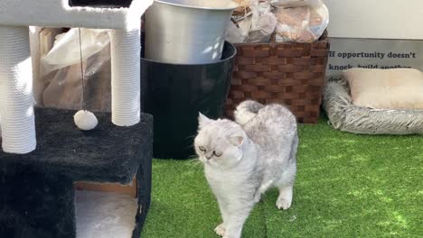 a white persian cat enjoying shade in a spring garden