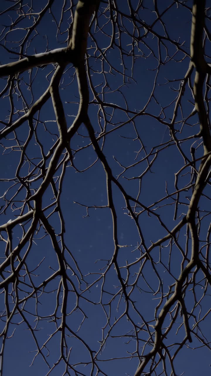 Bare Tree Branches Against a Night Sky