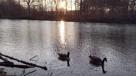 canada geese couple  peacefully swimming on pond next to each other near the shore. great warm sunset backlit