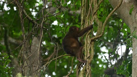 stump-tailed macaque, macaca arctoides