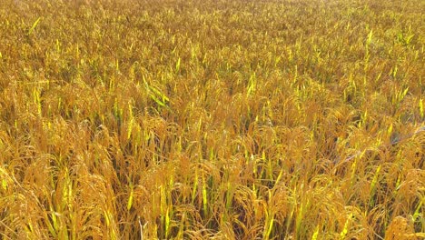 Campo-Dorado-De-Cultivo-De-Arroz-Con-Cáscara,-Vista-Panorámica-Izquierda-Desde-Arriba