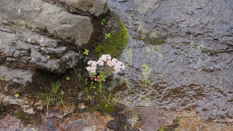 Delicate-white-bloom-cluster-flowers-grow-on-wet,-mossy-rock-face