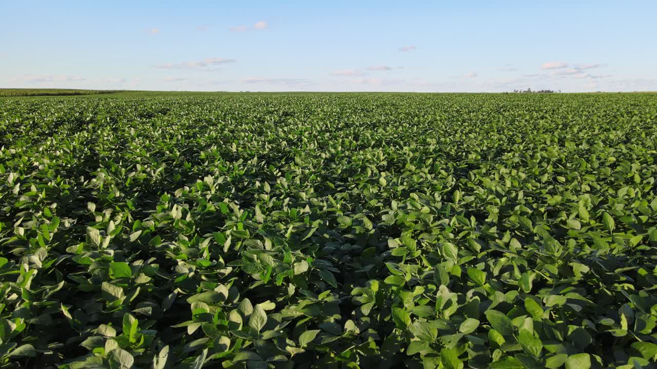 Aerial of organized soybean rows in La Pampa, Argentina on bright summer day