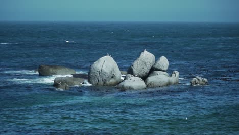 Wildlife-Scene-With-Huge-Boulders-Amidst-Blue-Ocean-In-Cape-Town,-South-Africa