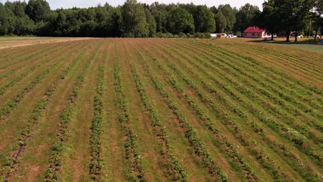 strawberry field view from above