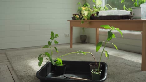 potted herb and vegetable plants inside the home