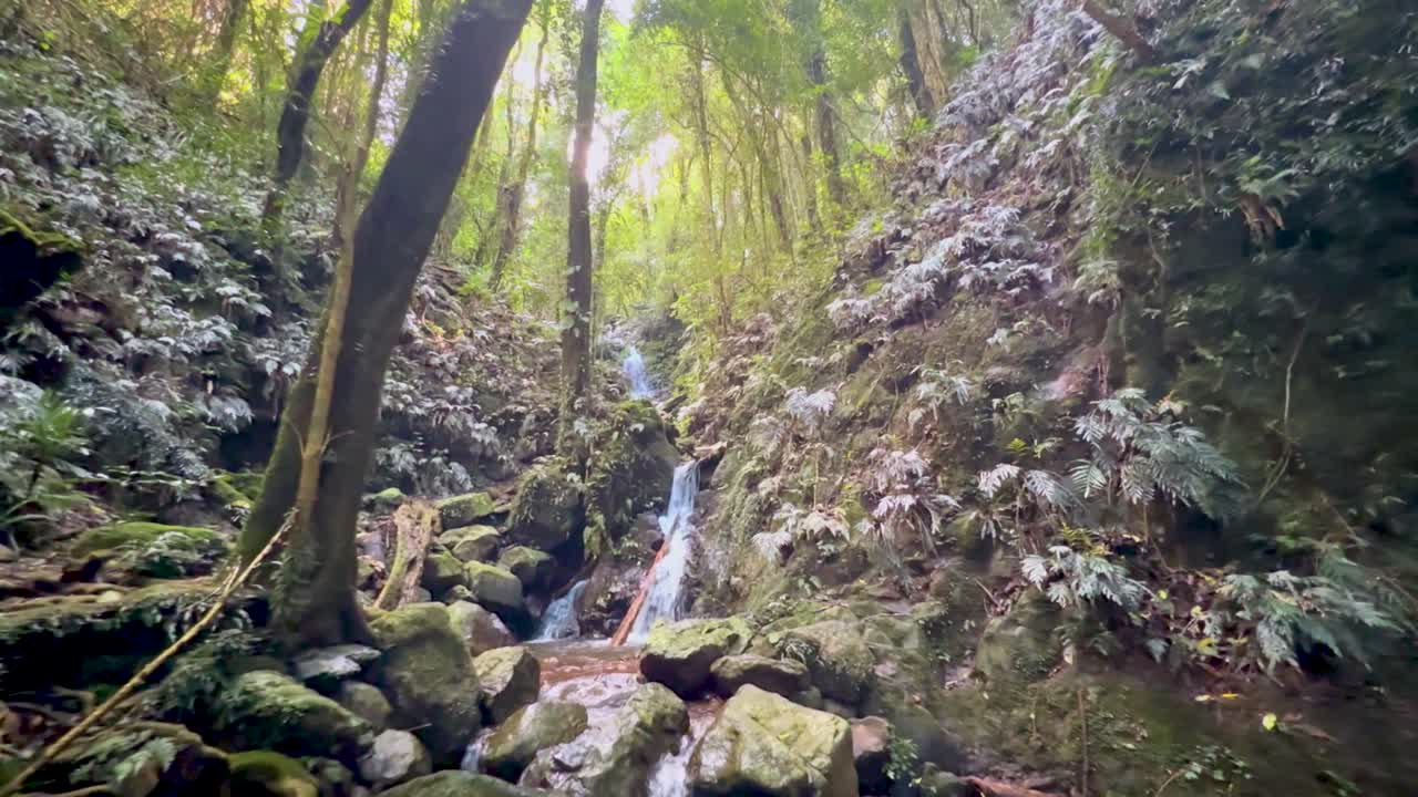 Movimenti di una fotocamera portatile oltrepassano rocce muschiose, felci e una piccola cascata in un ambiente luminoso nella foresta pluviale