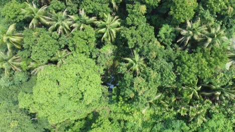 Toma-De-Vista-Aérea-Del-Bosque-Verde-Profundo