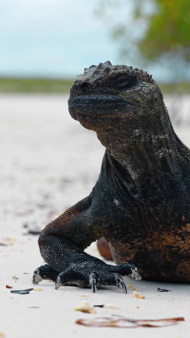 Iguana marina: ritratto ravvicinato su spiaggia sabbiosa, Galapagos. Ritratto ravvicinato di iguana marina su sabbia bianca, con la testa alzata, pelle scagliosa scura, bokeh, Isabela Galapagos