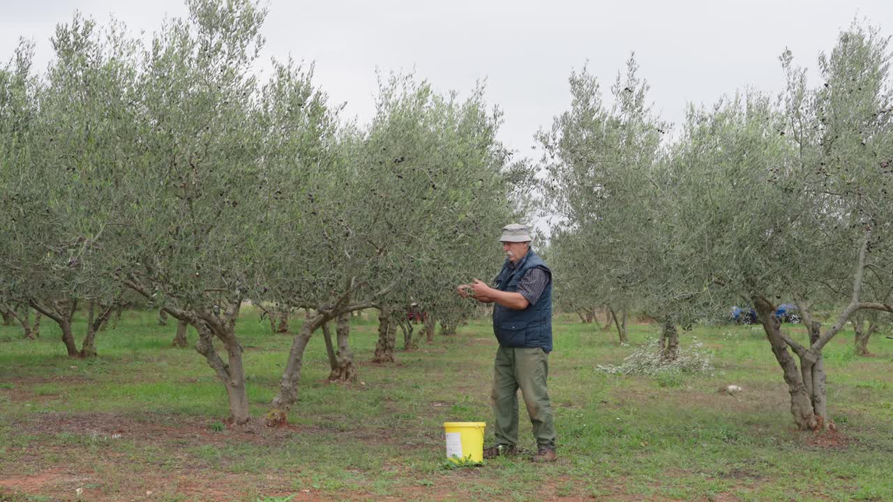 Male farmer picks ripe olives by hand into a yellow bucket in an orchard, wide shot