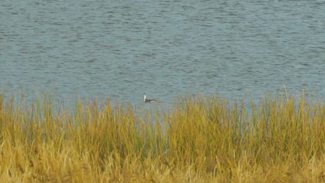 el somormujo lavanco nadando en el lago liepaja en un día soleado de otoño, plano medio desde la distancia