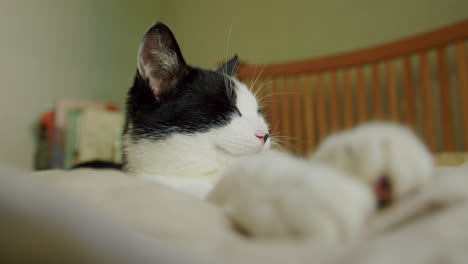 funny and cute cat asleep on bed with face and paws