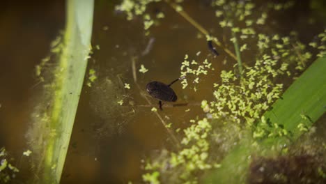 close-up of a dytiscidaein a night pond, diving for prey