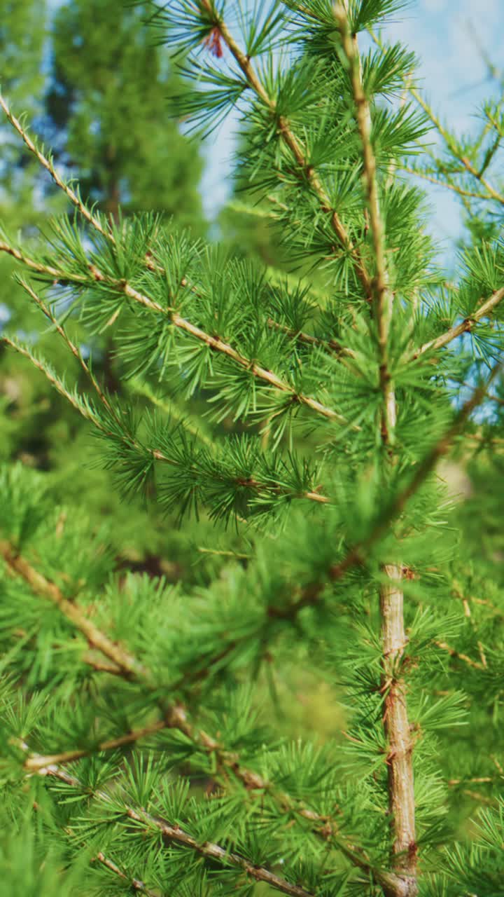 Ramo di pino verde vibrante che ondeggia dolcemente