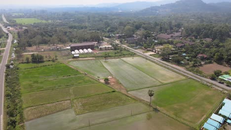 Aerial-Drone-Shot-with-Tilt-Panning-Down-at-Paddy-Fields-in-Thailand-with-Scenic-Green-Landscapes