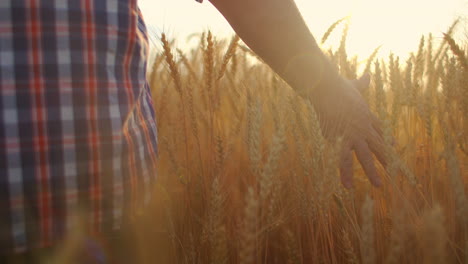 a view from the back of the camera follows close-up arm a male farmer touches a wheat brush in a field in the sun