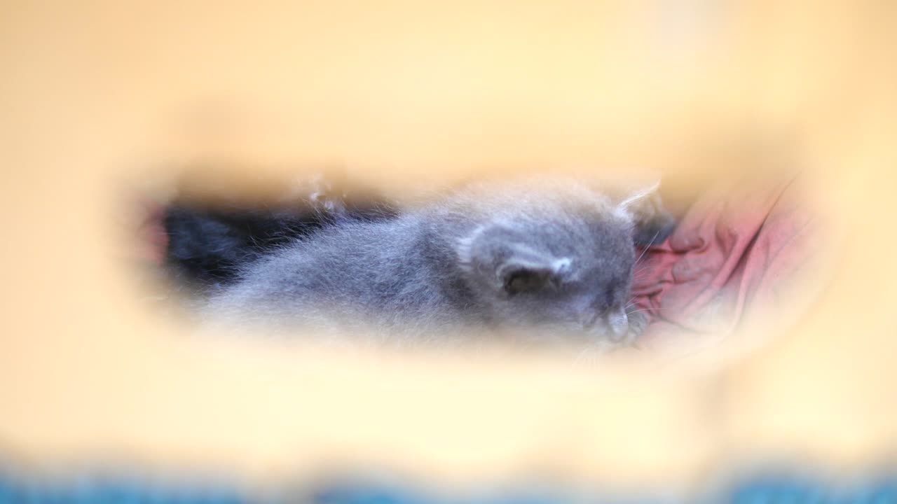 상자 안의 귀여운 타비 새끼 고양이