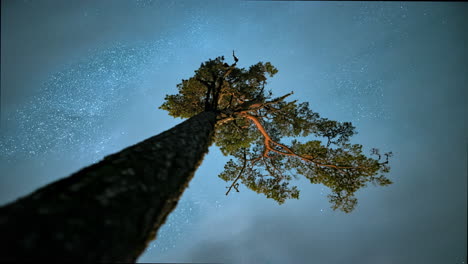 Sternenhimmel,-Wolken-Und-Sterne-Rauschen-über-Einsame-Kiefern-Unter-Der-Milchstraße