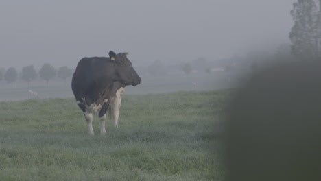 shot of a cow in the field moving around in the morning with fog and dew around log