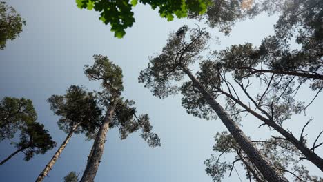 Copas-De-Los-árboles-Del-Bosque-Desde-Abajo