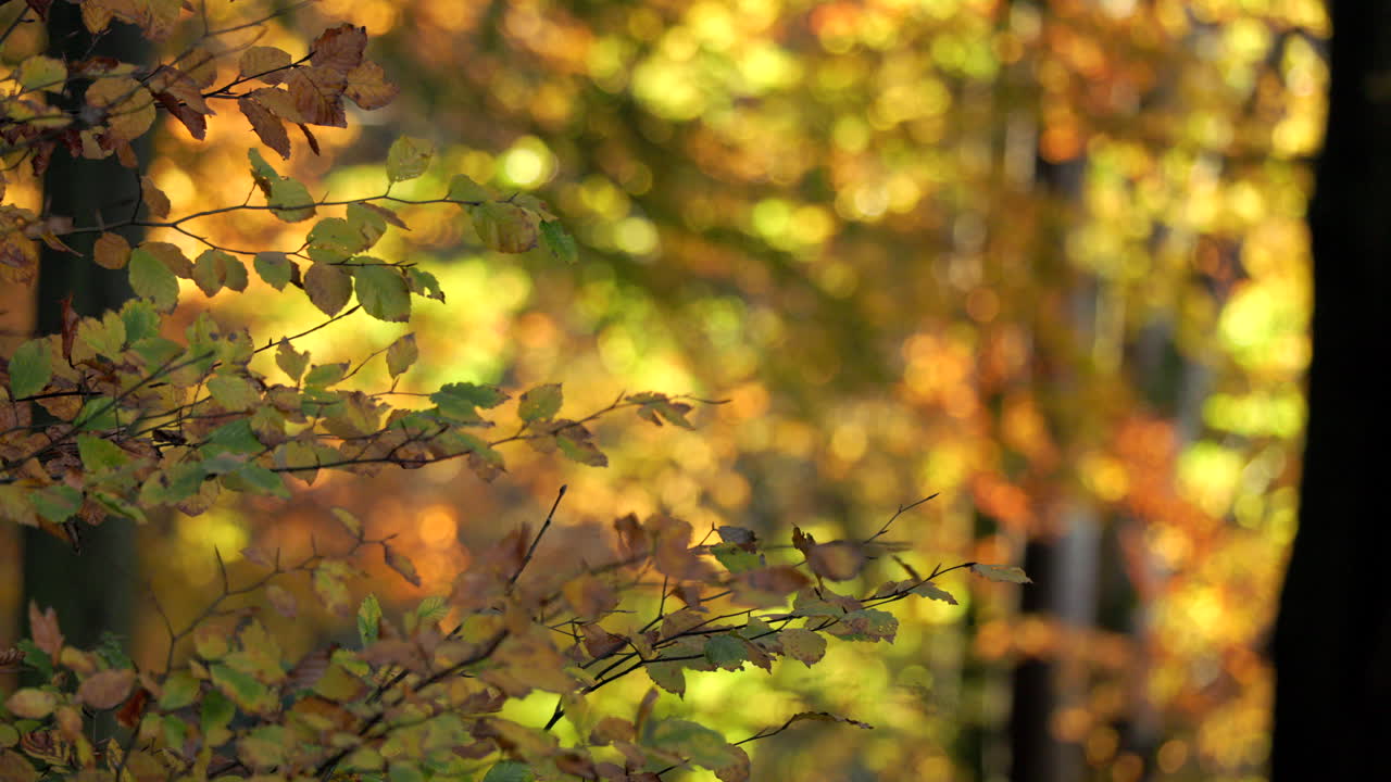 Static shot of dense autumn foliage in warm afternoon light