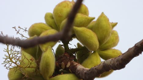 Sterculia-setigera-tree-seeds-