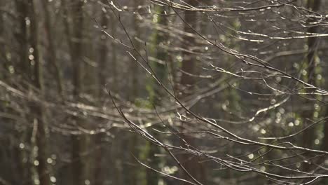 epic forest, trees, branches, leaves, roots, sun, clouds
