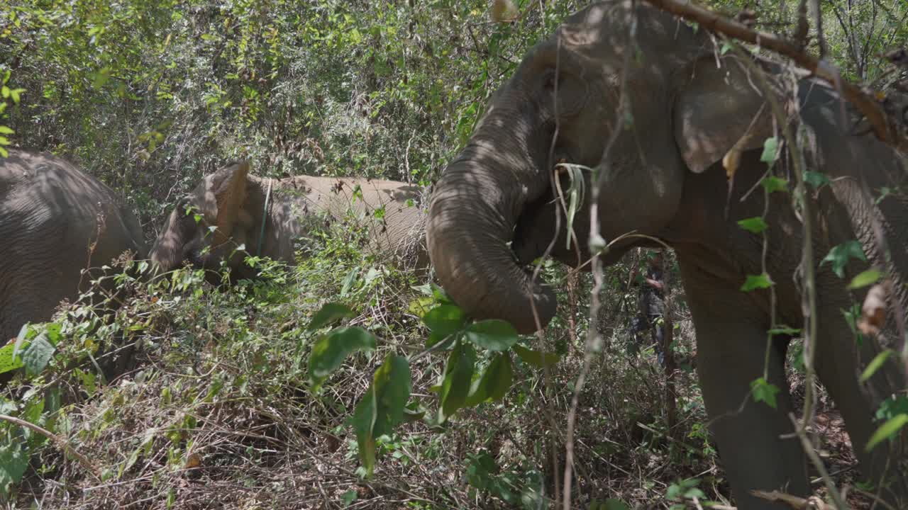 Slow motion shot of Elephant herd eating green leaves in Chiang Mai Sanctuary
