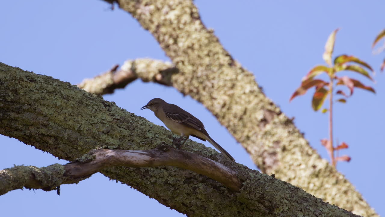 큰 가지에 북부 흉내지빠귀