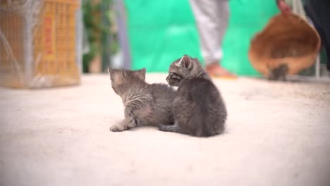 pequeños gatos bebés lindos en la canasta aprendiendo a caminar al aire libre