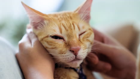 Mujer-Acariciando-A-Un-Gato