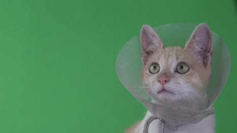 a kitten wearing a pet cone on a green screen