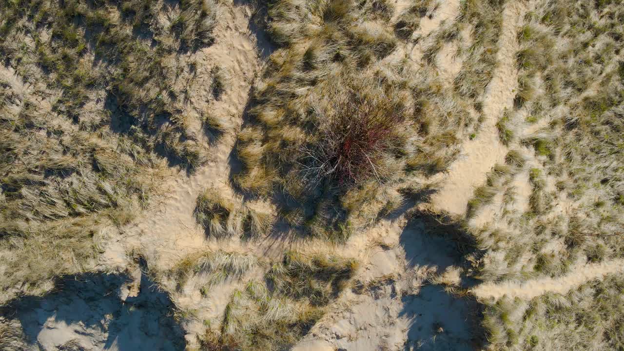 hierba de playa y árboles en la superficie de las dunas