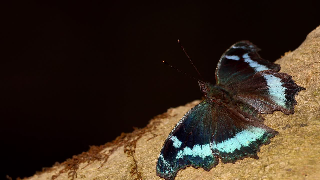Una farfalla ammiraglio blu appoggiata su un ramo nella foresta in inverno. La farfalla ammiraglio blu (Kaniska canace) è tranquillamente appollaiata su un ramo di un albero durante la stagione invernale nel suo habitat naturale nella foresta.