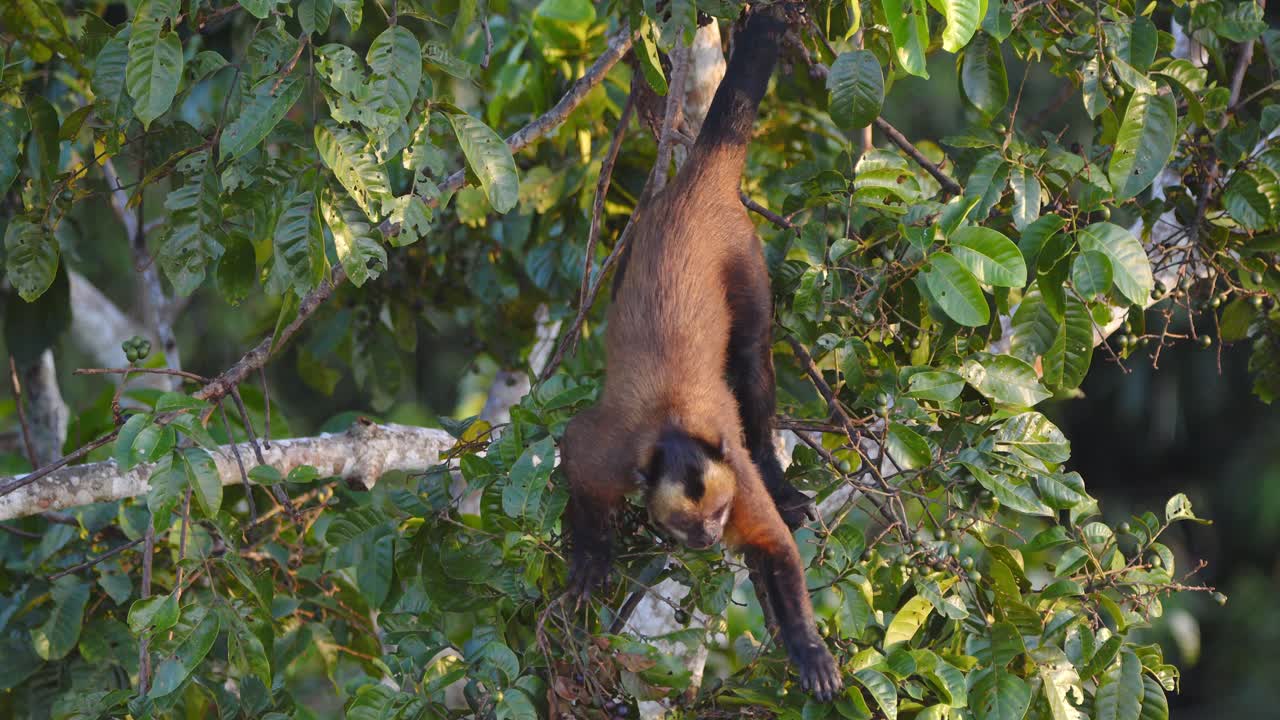 mono capuchino alimentándose de frutas temprano en la mañana, eligiendo la fruta madura adecuada para ser consumida