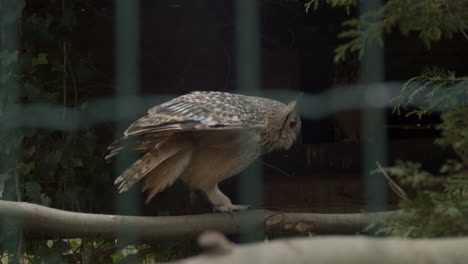 búho real indio caminando sobre una rama en una gran jaula de pájaros