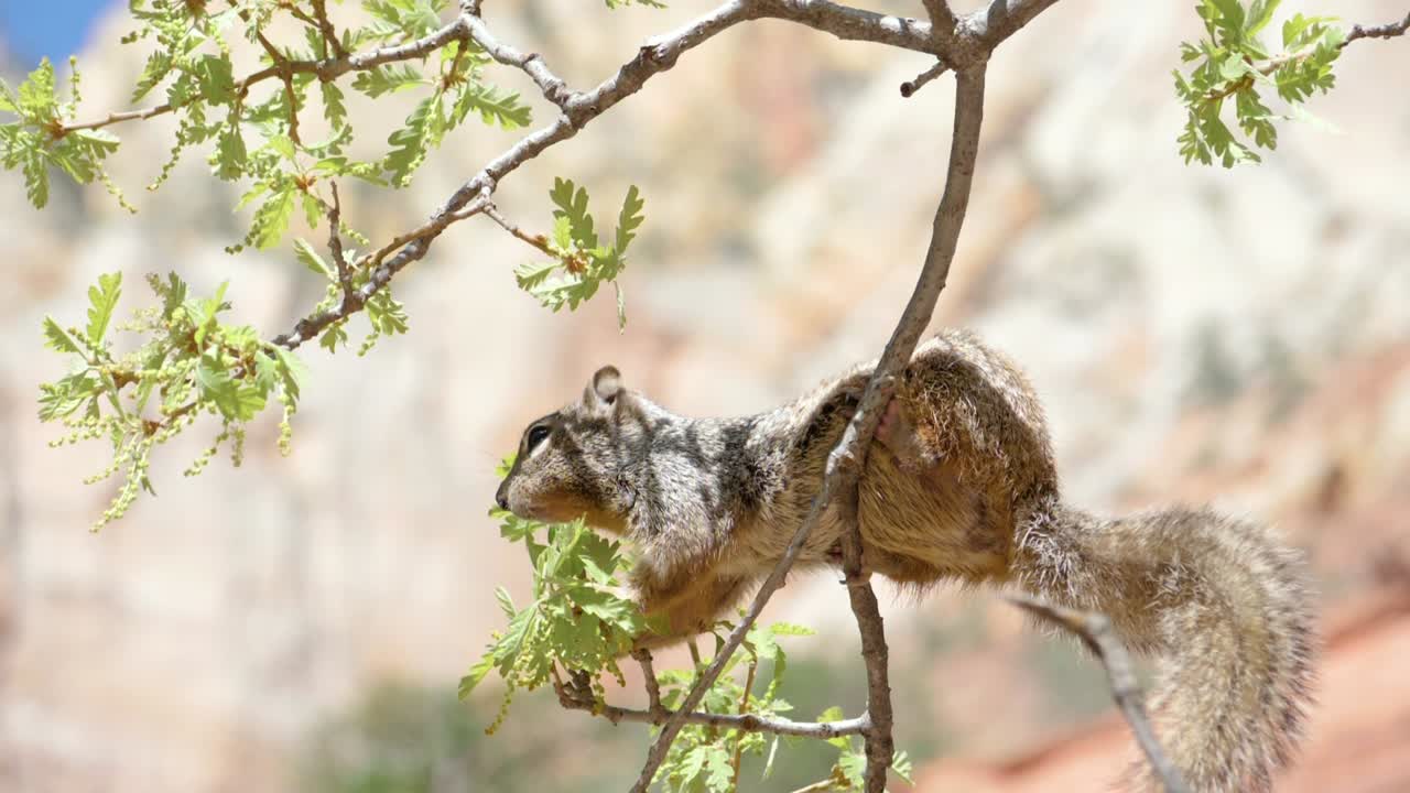 toma en cámara ultra lenta de una ardilla de roca desde un lado masticando brotes de árboles