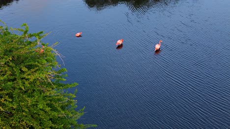 aerial orbit reveal of flamingos feeding in water with ripples behind tropical shrub