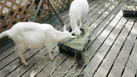 white domestic goats eating grass from a basket